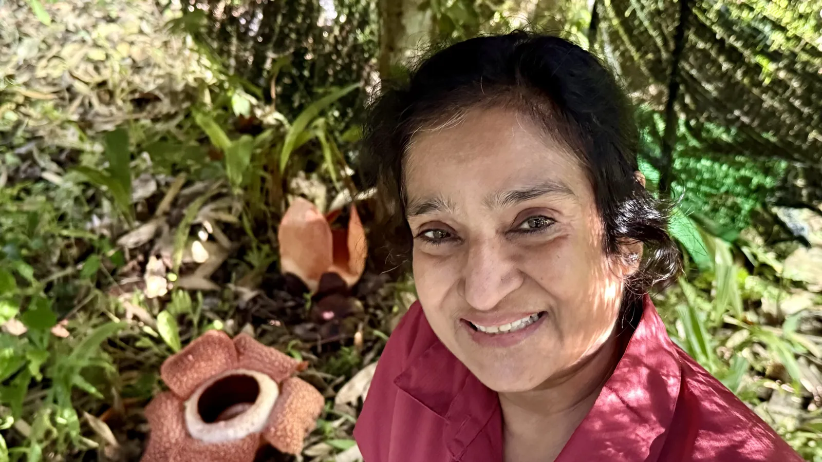 Rafflesia in bloom, Adenna Garden